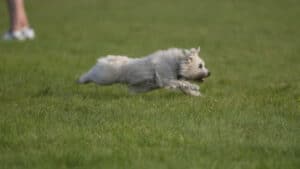 Cairn Terrier in Lure Coursing