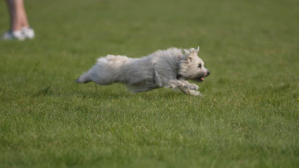 Cairn Terrier in Lure Coursing