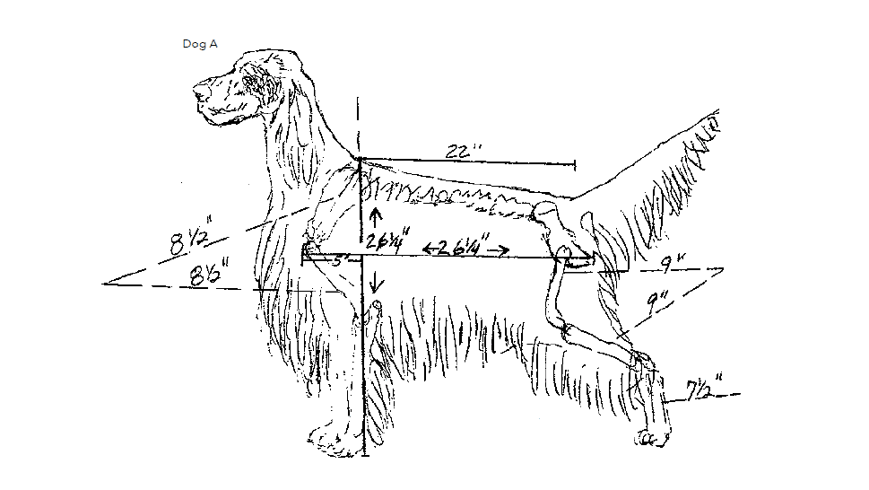 Illustration of an English Setter.