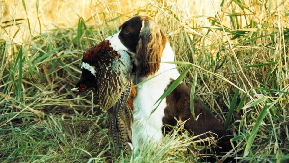 English Springer Spaniel in the field.