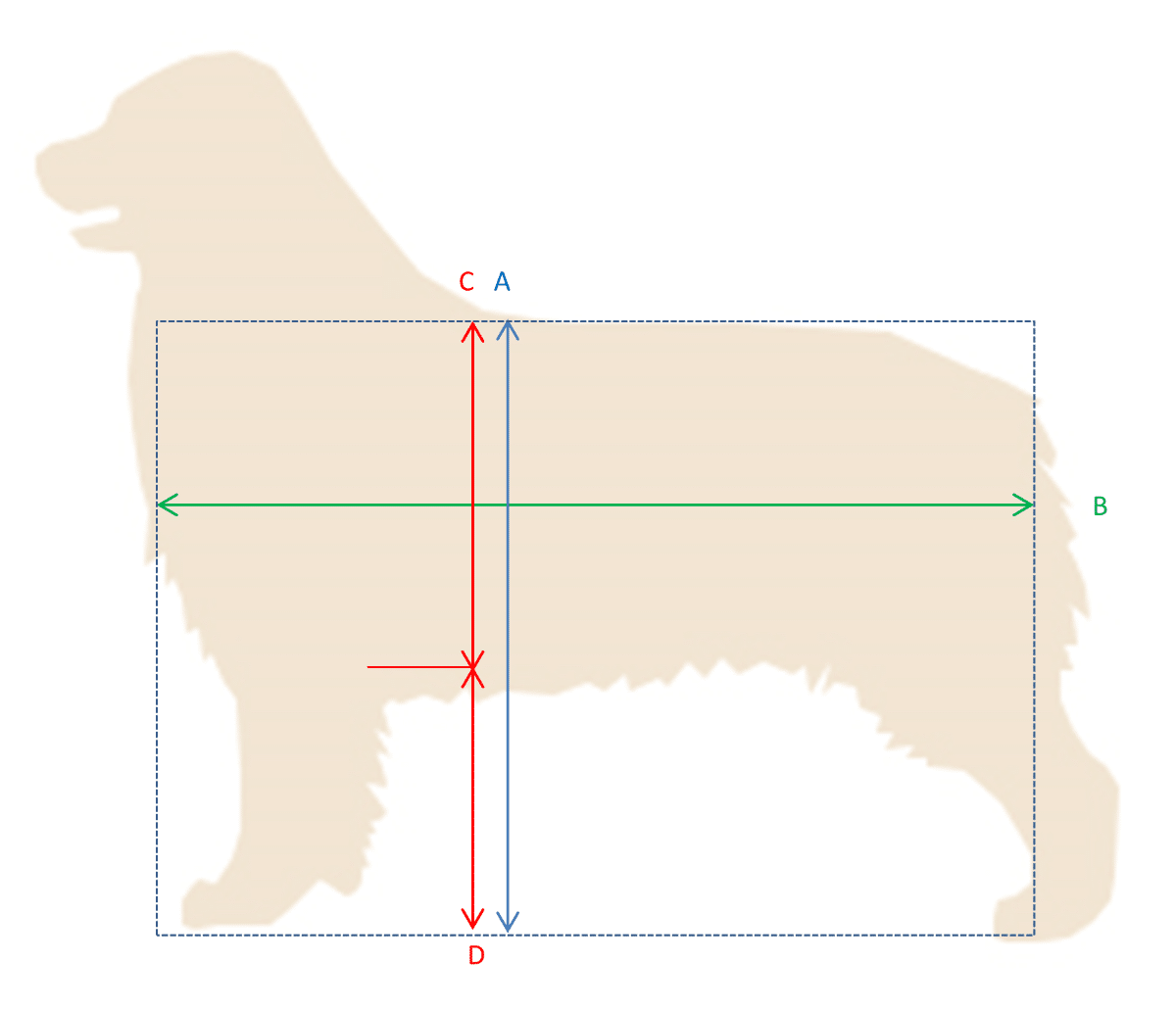 Judging the Australian Shepherd