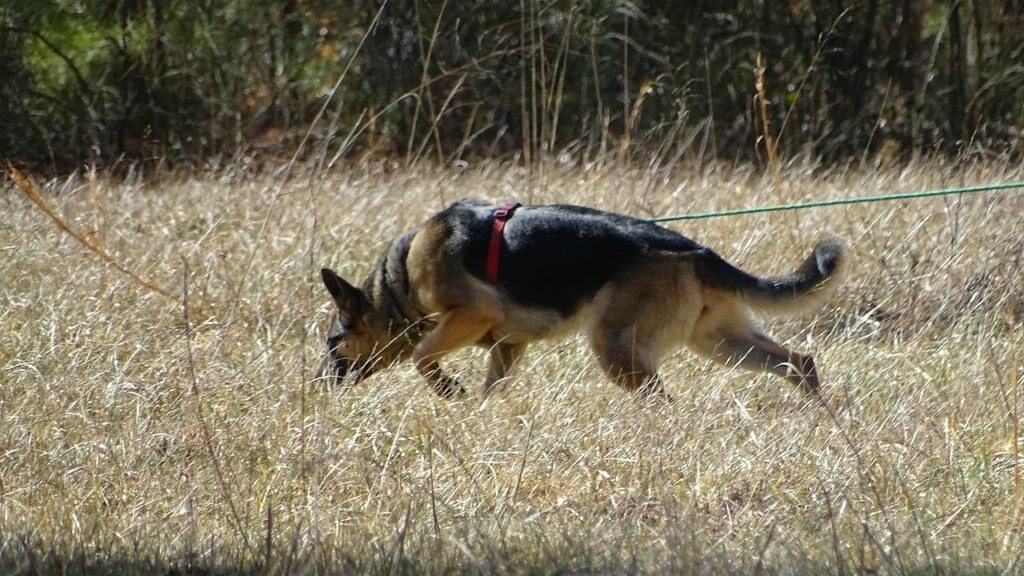 German Shepherd Dog tracking outside.