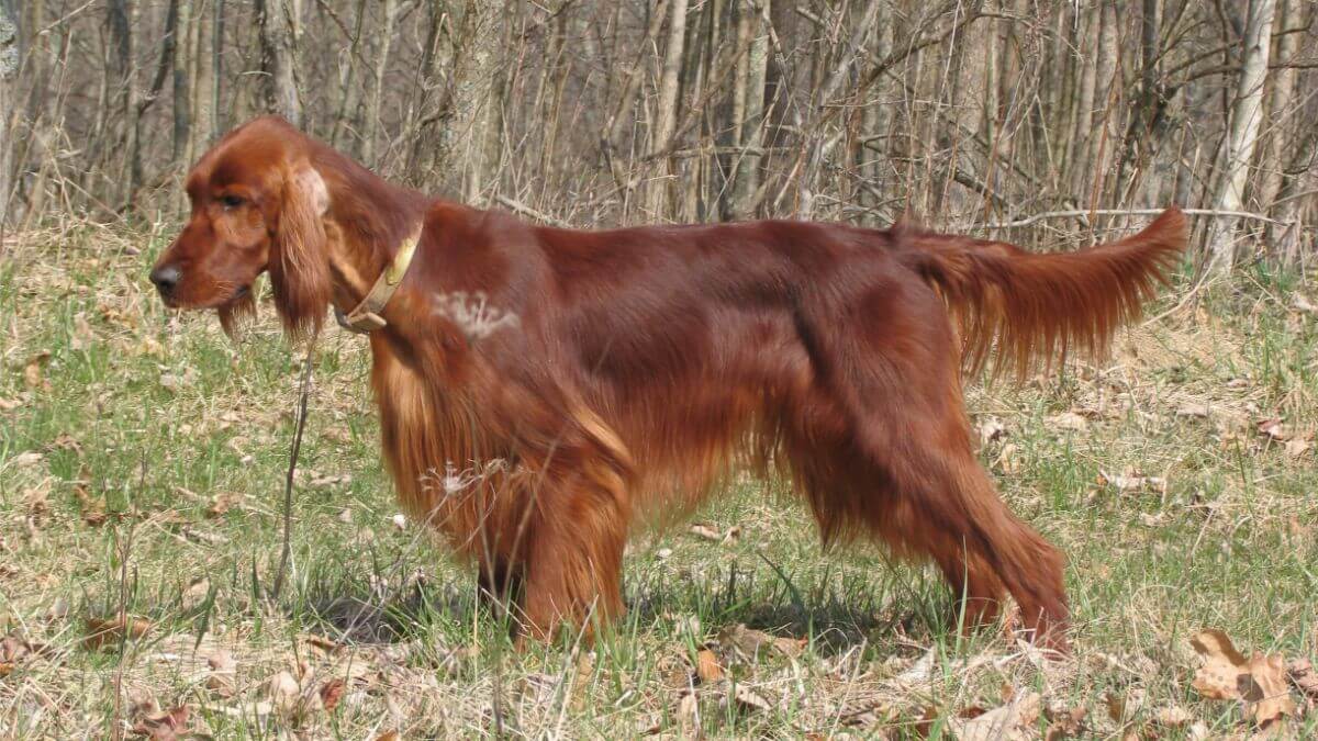 Side photo of an Irish Setter standing outside in the nature.