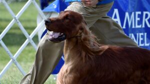 Close-up photo of an Irish Setter in the dog show ring.