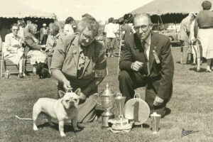 Old photo of a French Bulldog at a dog show.