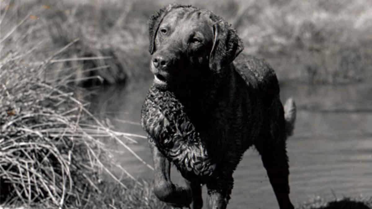 Black and white photo of a Chesapeake Bay Retriever standing outside by the water.