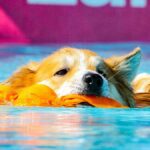 Icelandic Sheepdog swimming in a pool during Dock Diving.