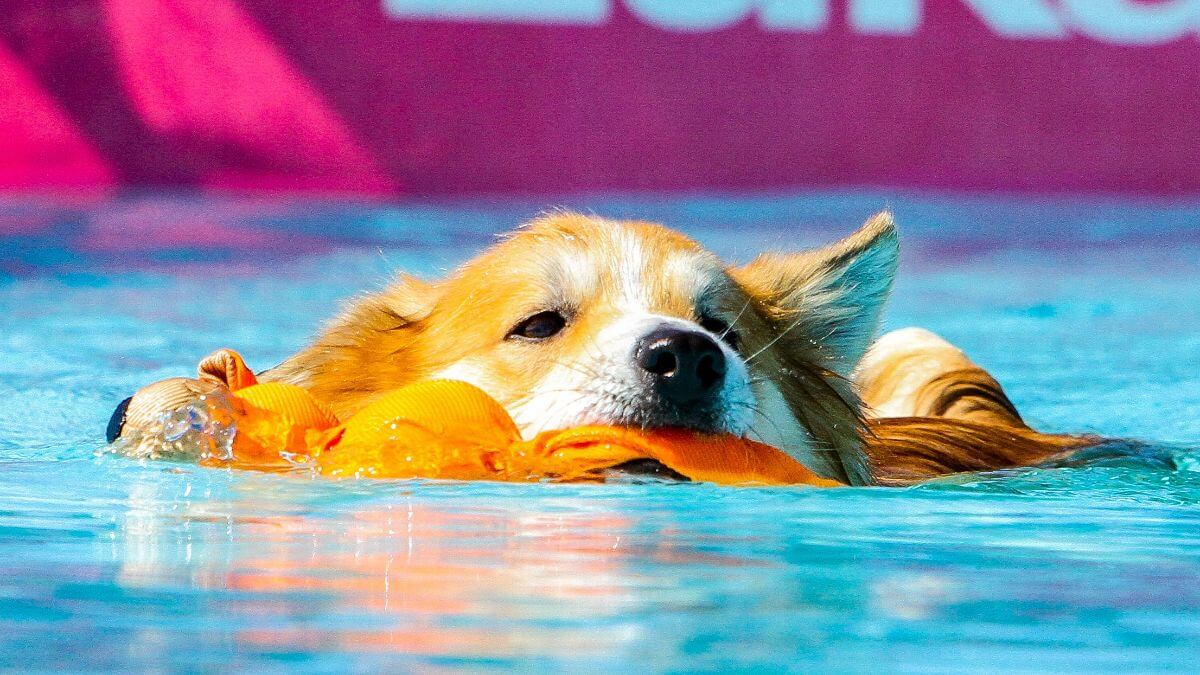 Icelandic Sheepdog swimming in a pool during Dock Diving.