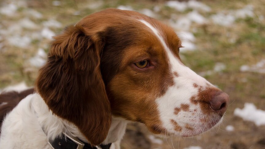 Close-up profile photo of a Brittany dog.