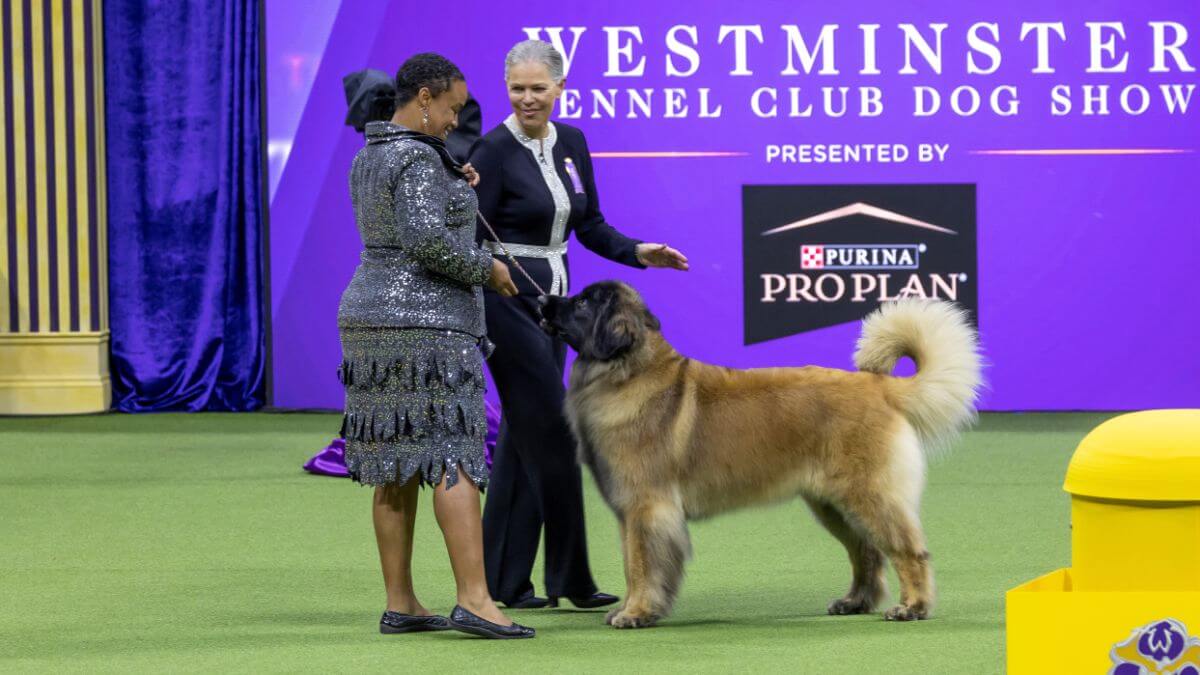 Mrs. Paula Nykiel - Westminster Kennel Club Dog Show 2025 Best in Show Judge