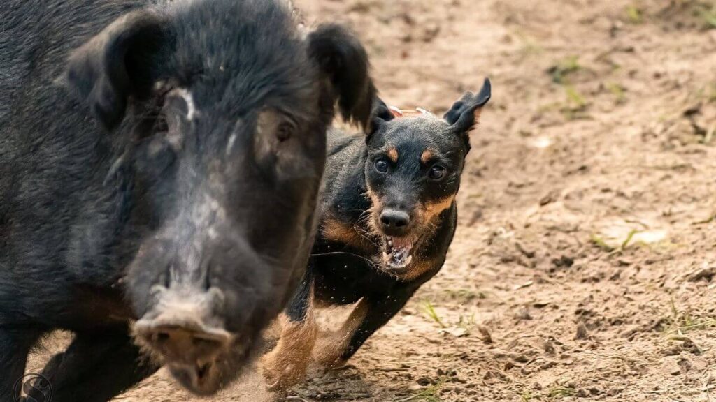 Jagdterriers are adept at working as “Bay Dogs” against wild boar. The object is to stop and hold the quarry and bay loudly to alert the hunter. Dogs are discouraged from any direct contact with the boar. Hog Bays to simulate this are held in several states and many breeds participate. In the photo above, the incomparable “Roach” makes his point with the pig.