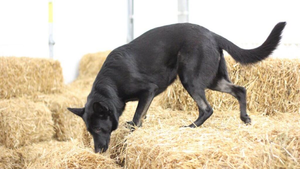 German Shepherd Dog Versatility