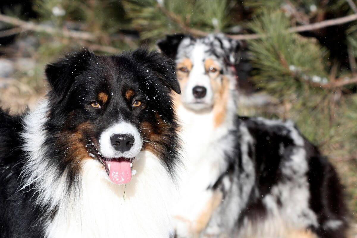 Judging the Australian Shepherd