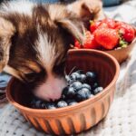 Puppy eating blueberries from bowl during picnic at sunny day.