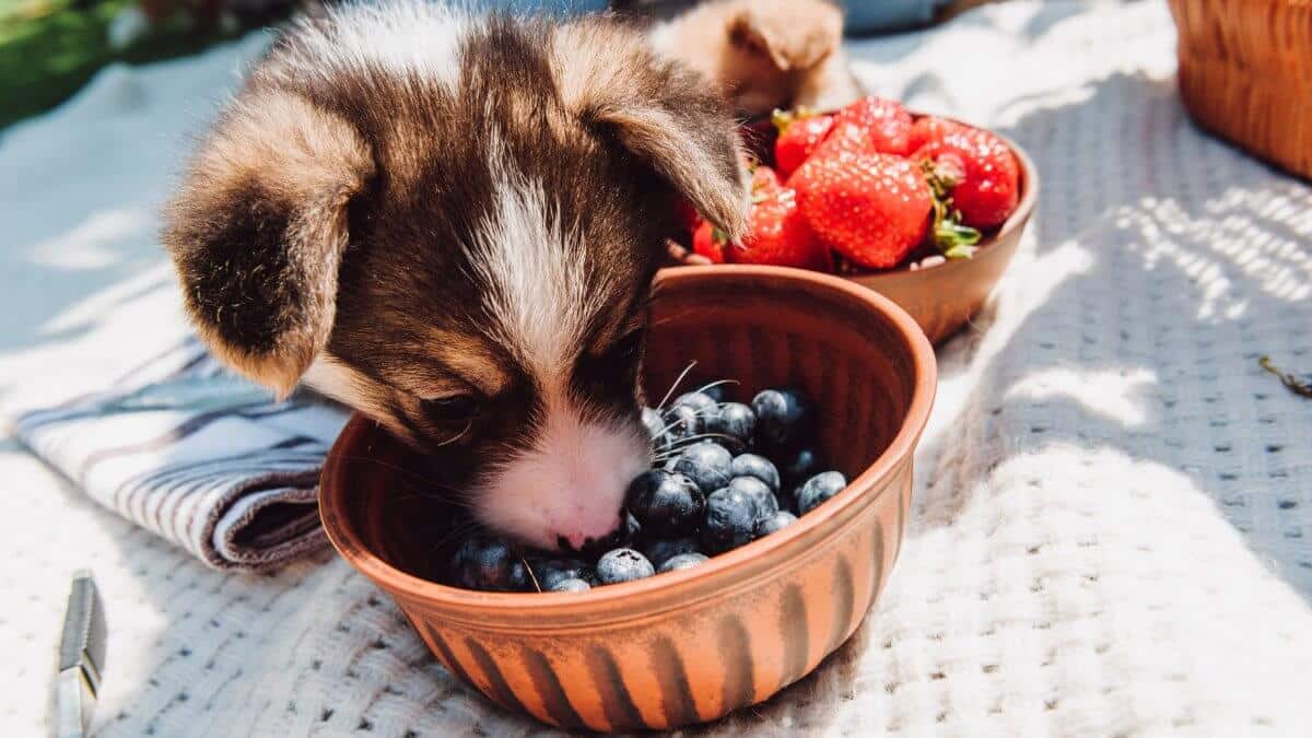 Puppy eating blueberries from bowl during picnic at sunny day.