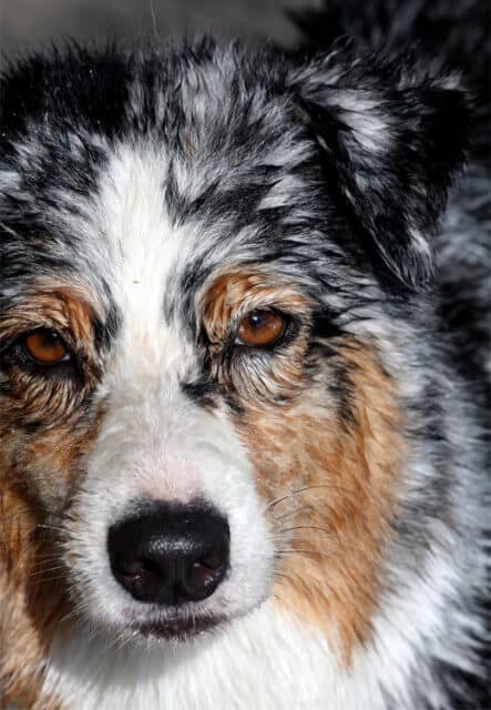 Judging the Australian Shepherd