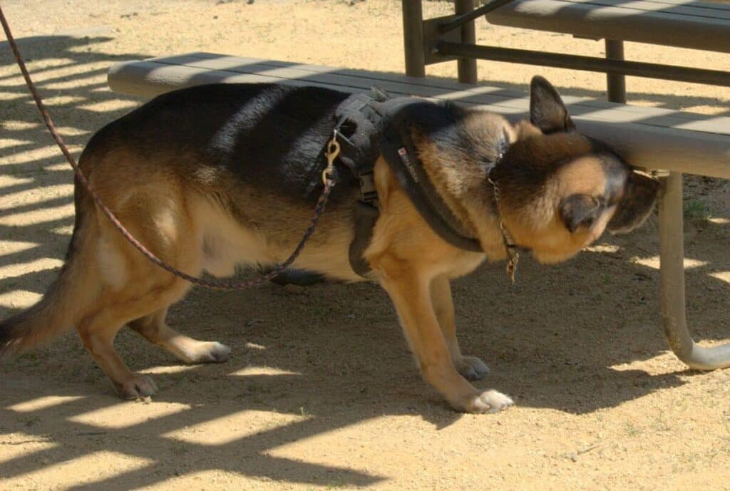 German Shepherd Dog Versatility