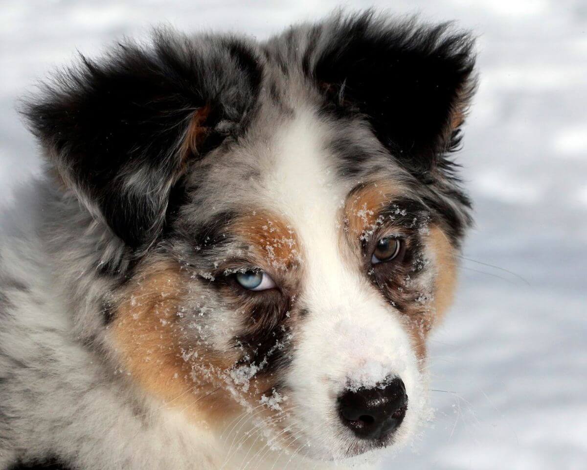 Judging the Australian Shepherd