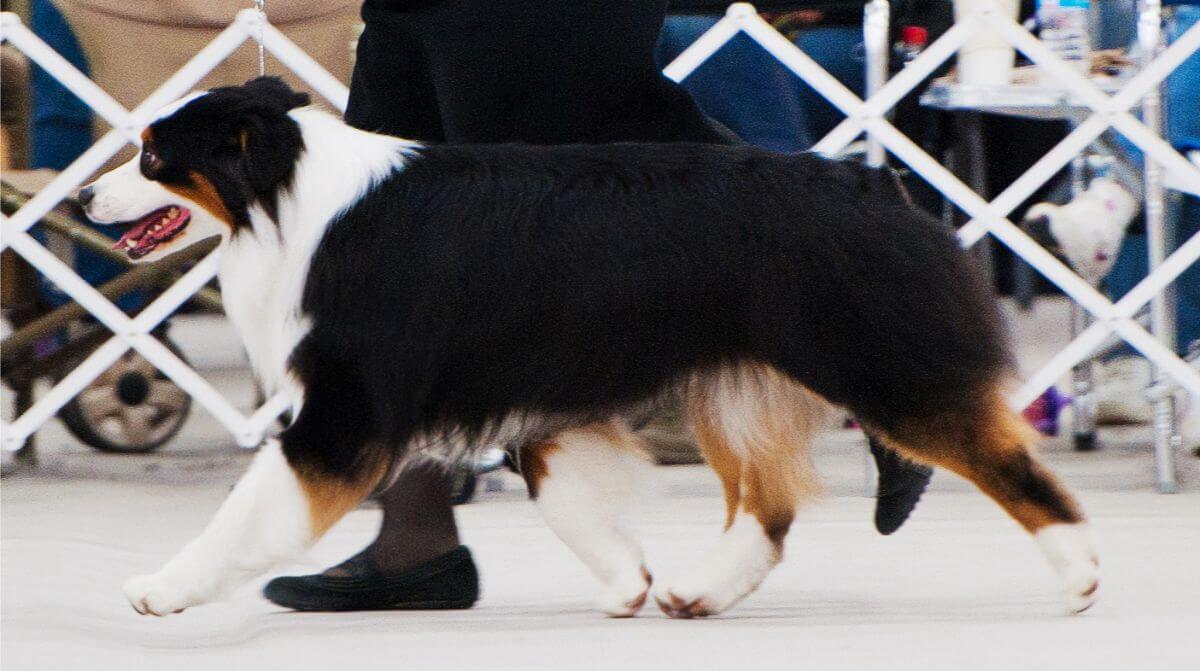 Judging the Australian Shepherd