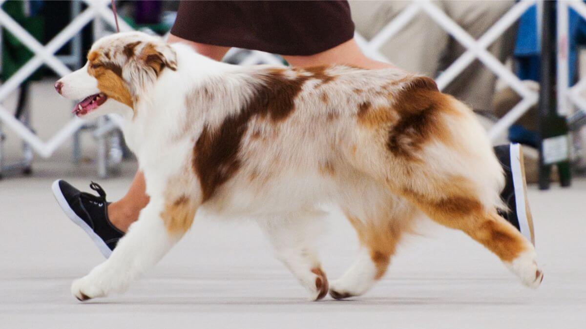 Judging the Australian Shepherd