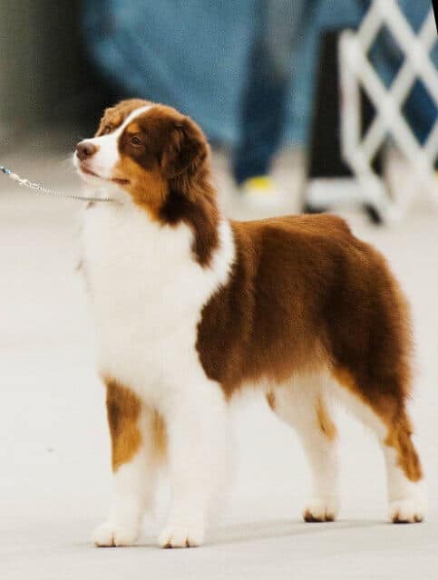 Judging the Australian Shepherd