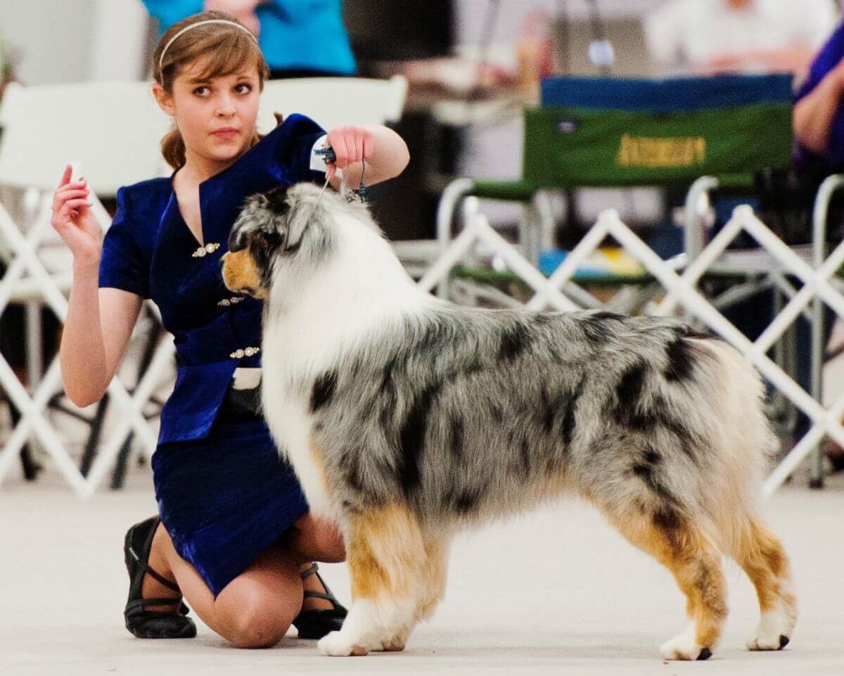 Judging the Australian Shepherd