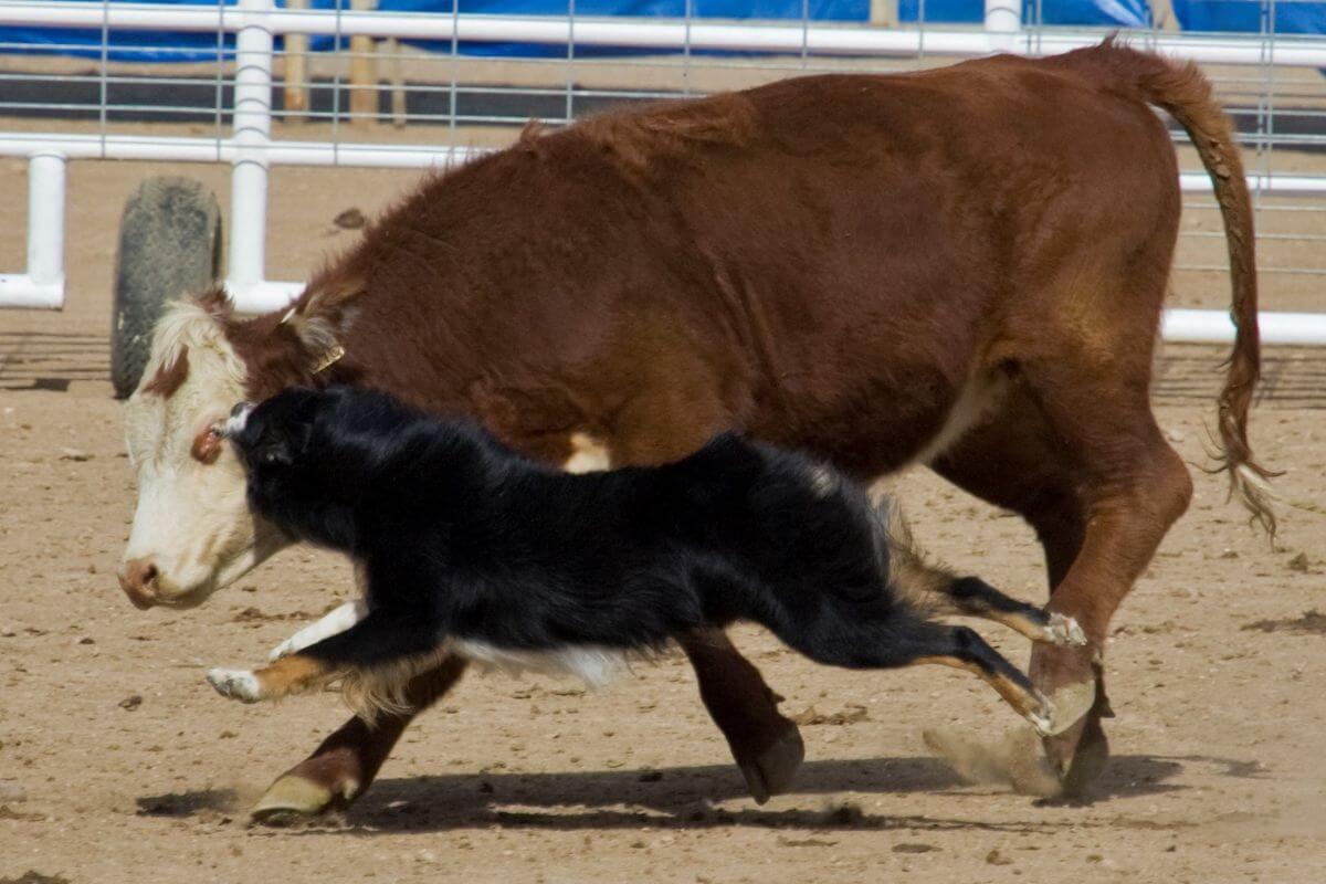 Judging the Australian Shepherd