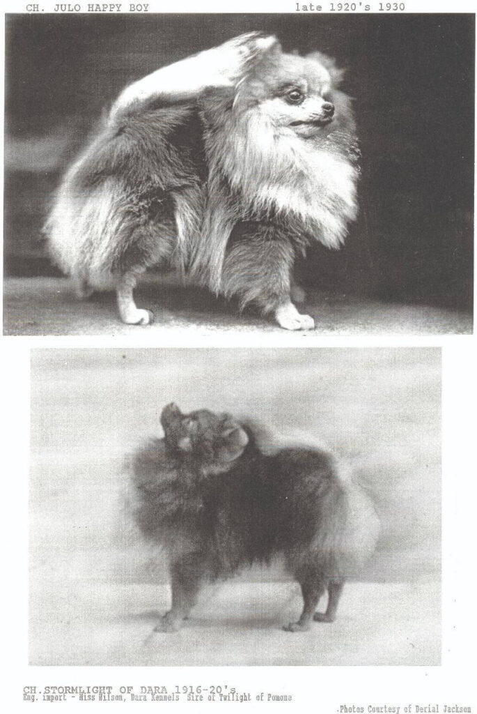 History of the Pomeranian