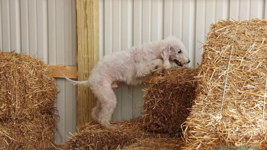 Bedlington Terrier