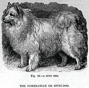 History of the Pomeranian