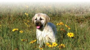 Young Anatolian Shepherd dog lying in a field of flowers