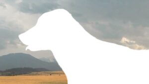 White silhouette of an Anatolian Shepherd Dog over a picturesque background.
