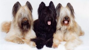 Three Briard dogs, on white background.