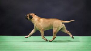 Bullmastiff side gait.