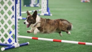Cardigan Welsh Corgi jumping over an obstacle in Agility.