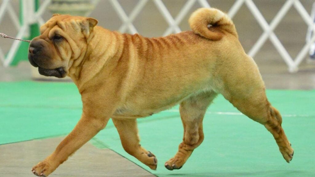 Chinese Shar-Pei