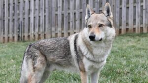 Czechoslovakian Vlciak (Wolfdog) standing outside in the yard.