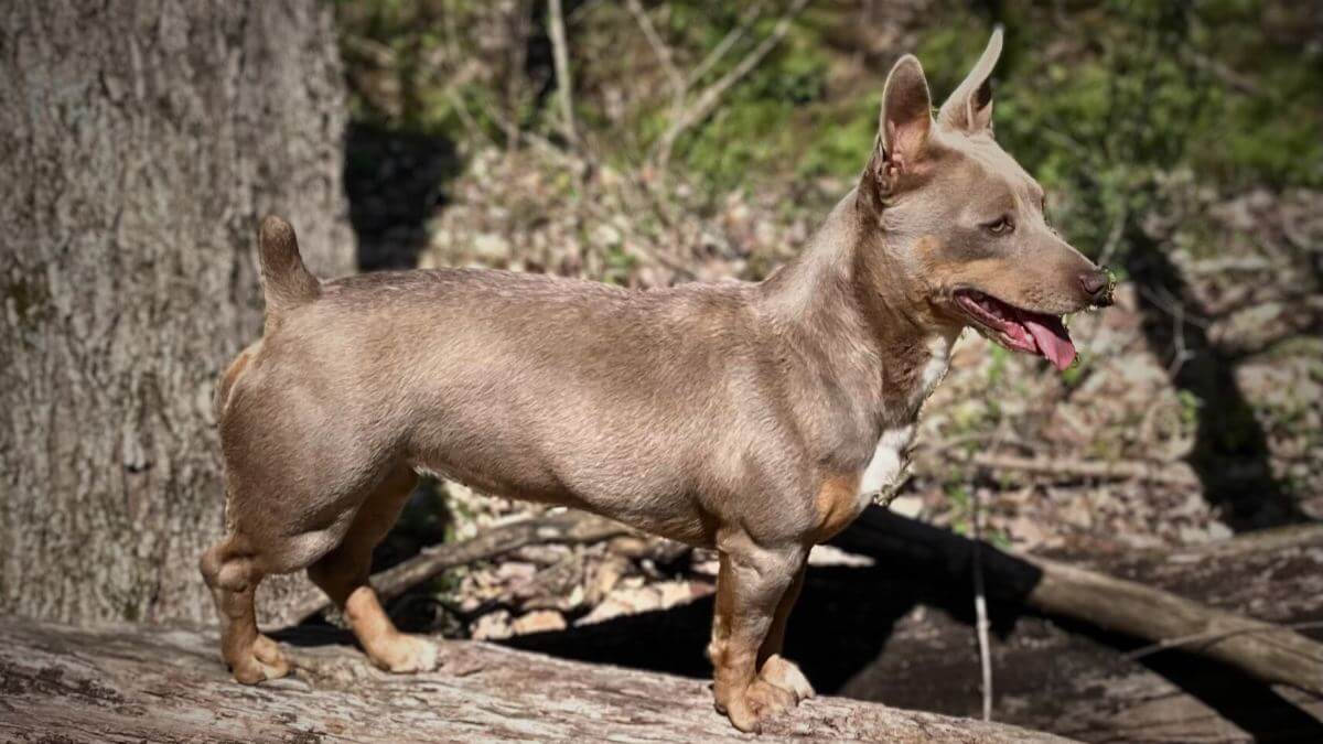 Teddy Roosevelt Terrier