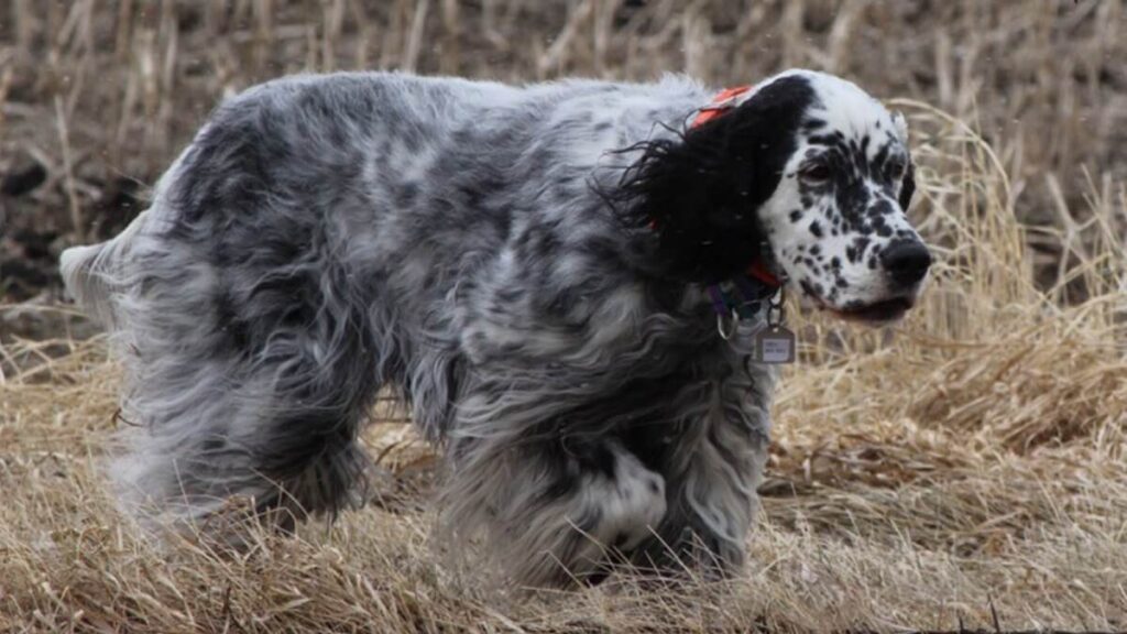 A Blue Belton show dog on point, showing correct coat texture, even flecking all over, and great intensity.