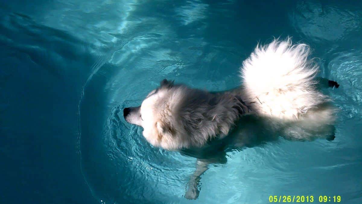 American Eskimo Dog