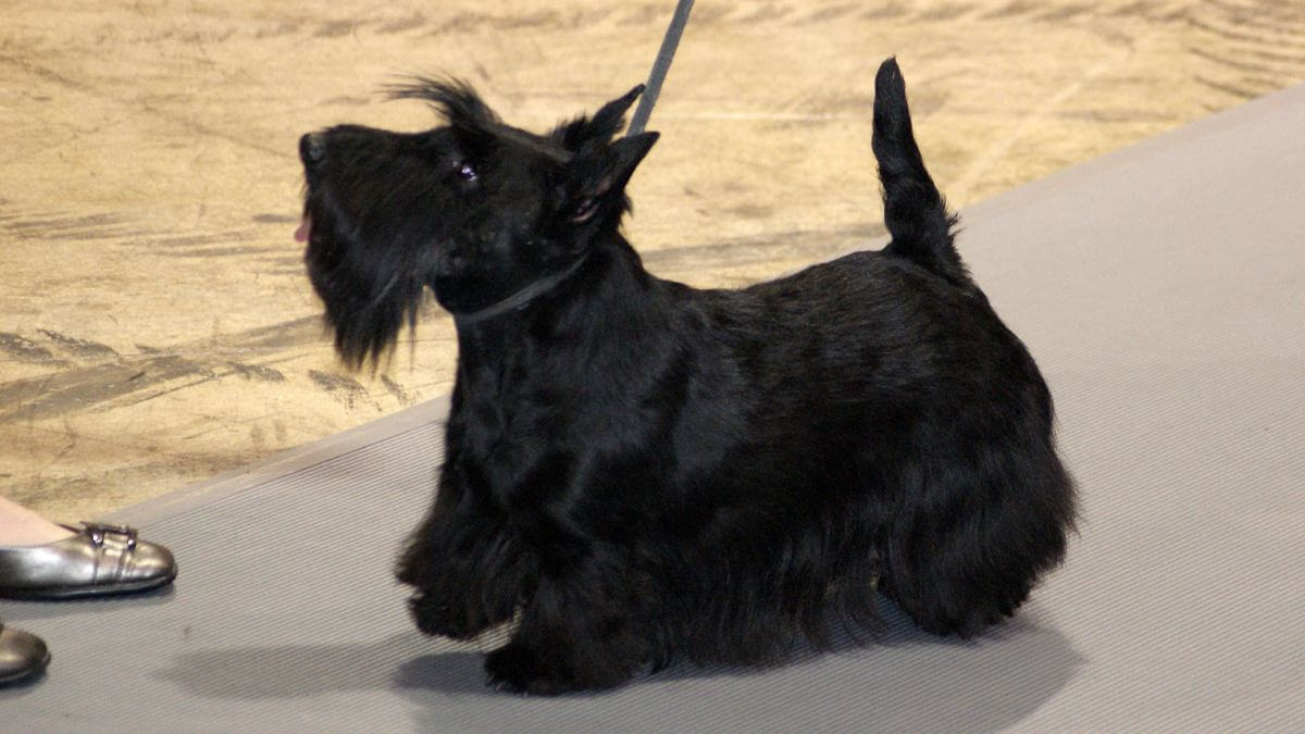 Scottish Terrier