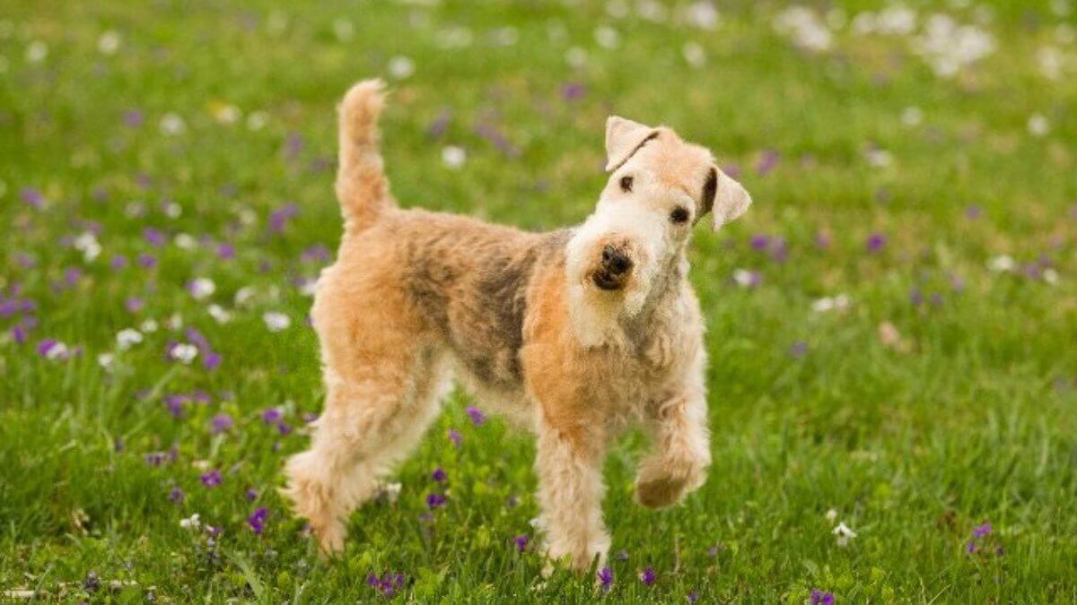 Lakeland Terrier