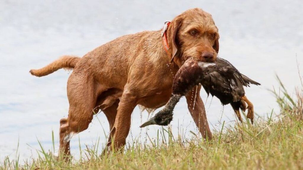 Wirehaired Vizsla