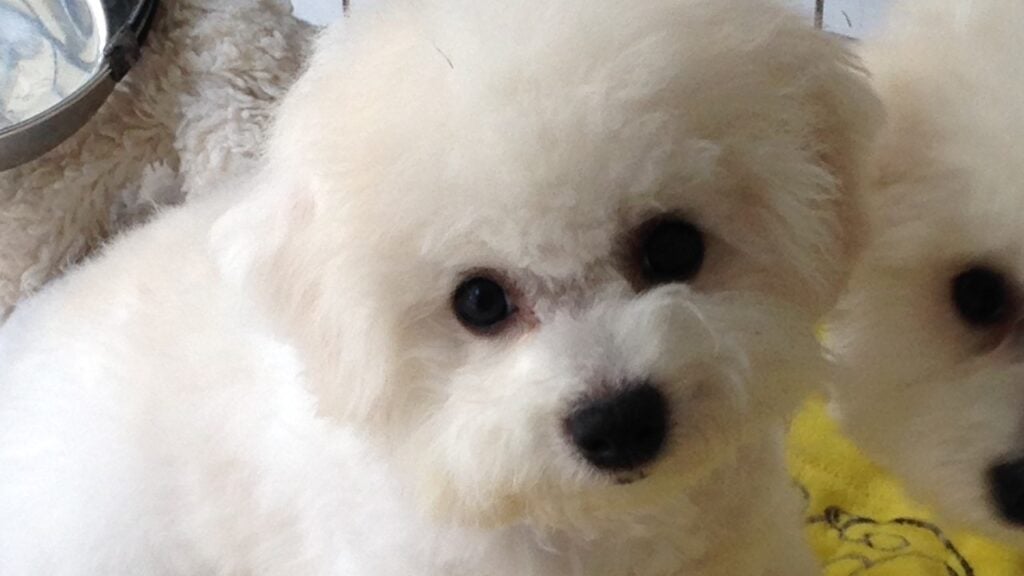 Bichon Frise