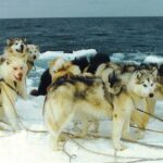 Inuit dogs from the Canadian coast in the 1980’s show Malamute breed type