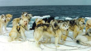 Inuit dogs from the Canadian coast in the 1980’s show Malamute breed type