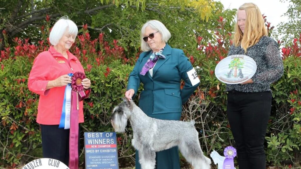 Kim Studley, breeder of Hanlon Standard Schnauzers