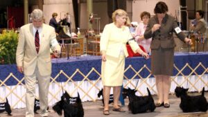 Scottish Terriers at a dog show.
