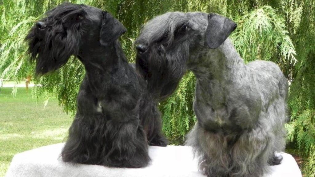 Cesky Terrier