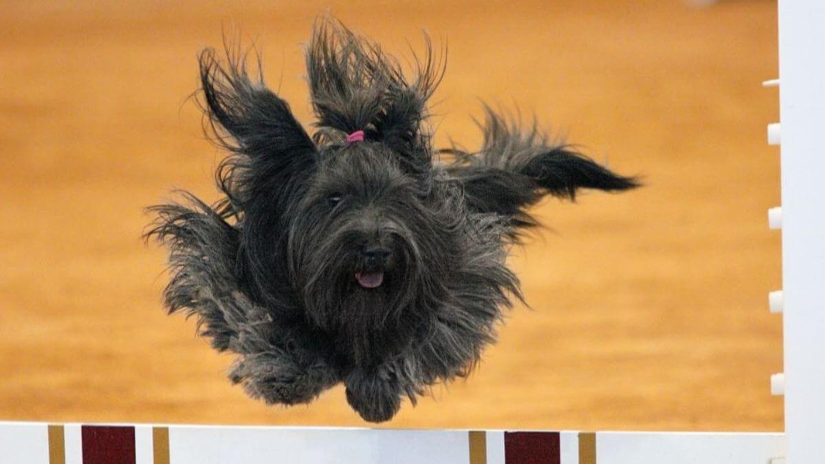 Skye Terrier